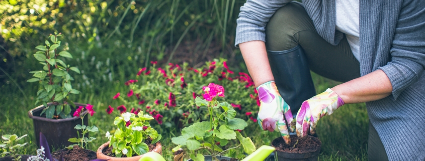 Gardening tips from Cheltenham Chiropractic Clinic